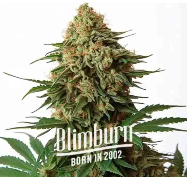 Blimburn Seeds - 9 Pound Hammer (F) - 6pk