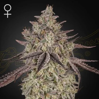 Greenhouse Seed Co - Skywalker (Auto) - 5pk
