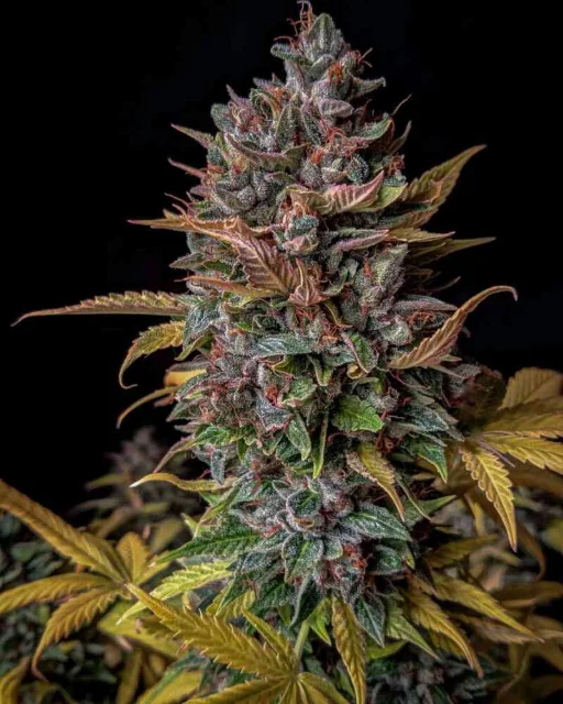 Mephisto - Orange Biscuits (Auto) - 3pk