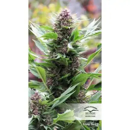 Dutch Passion - Frisian Duck (F) - 5pk