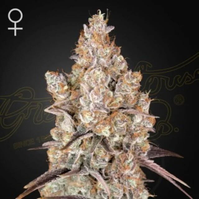 Greenhouse Seed Co - Holy Snow (F) - 5pk