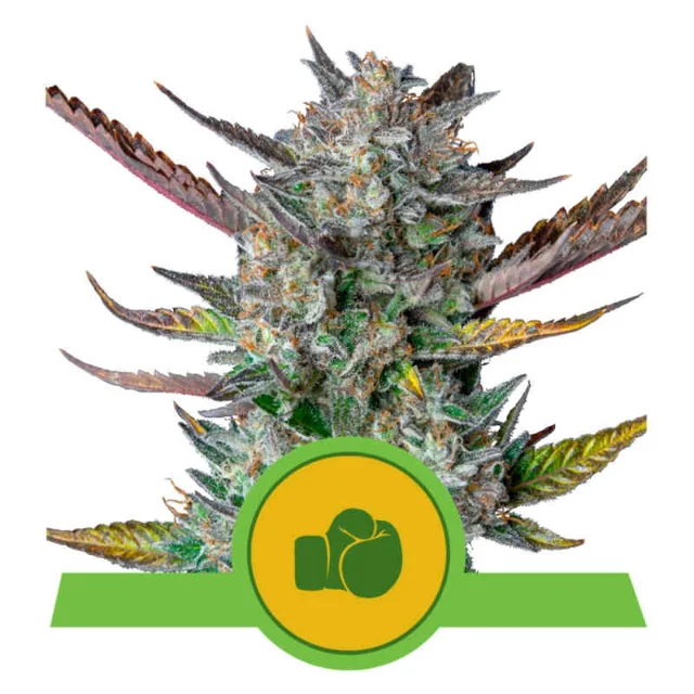 Royal Queen Seeds - Purple Punch (Auto) - 3pk