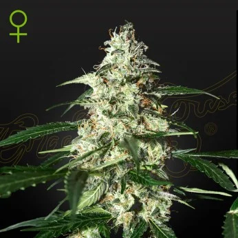 Greenhouse Seed Co - Skunk (Auto) - 5pk