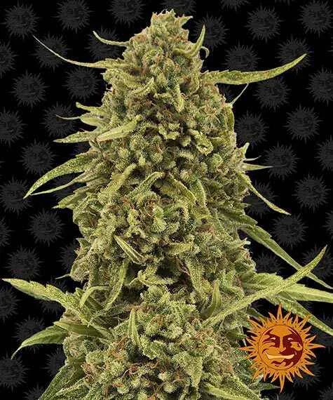 Barney's Farm - Widow Remedy (R) - 10pk