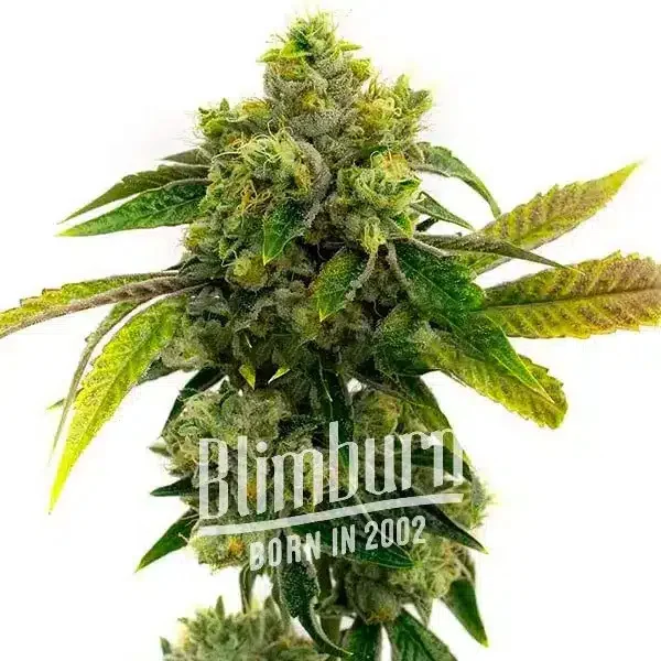 Blimburn Seeds - Ak 47 (F) - 6pk