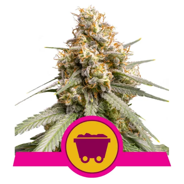 Royal Queen Seeds - Amnesia Haze (F) - 3pk