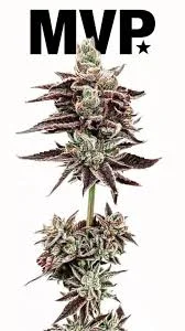 Mvp - Rainbow Og - 3.5g Premium Mixed Light Flower