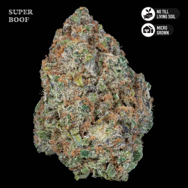 Royal Genetics - Super Boof - 3.5g Premium Living Soil Mixed Light Flower