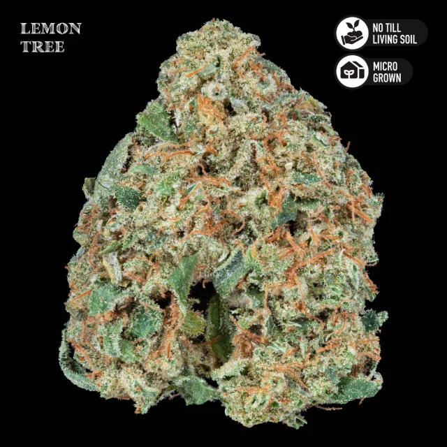 Royal Genetics - Lemon Tree - 3.5g Premium Living Soil Mixed Light Flower