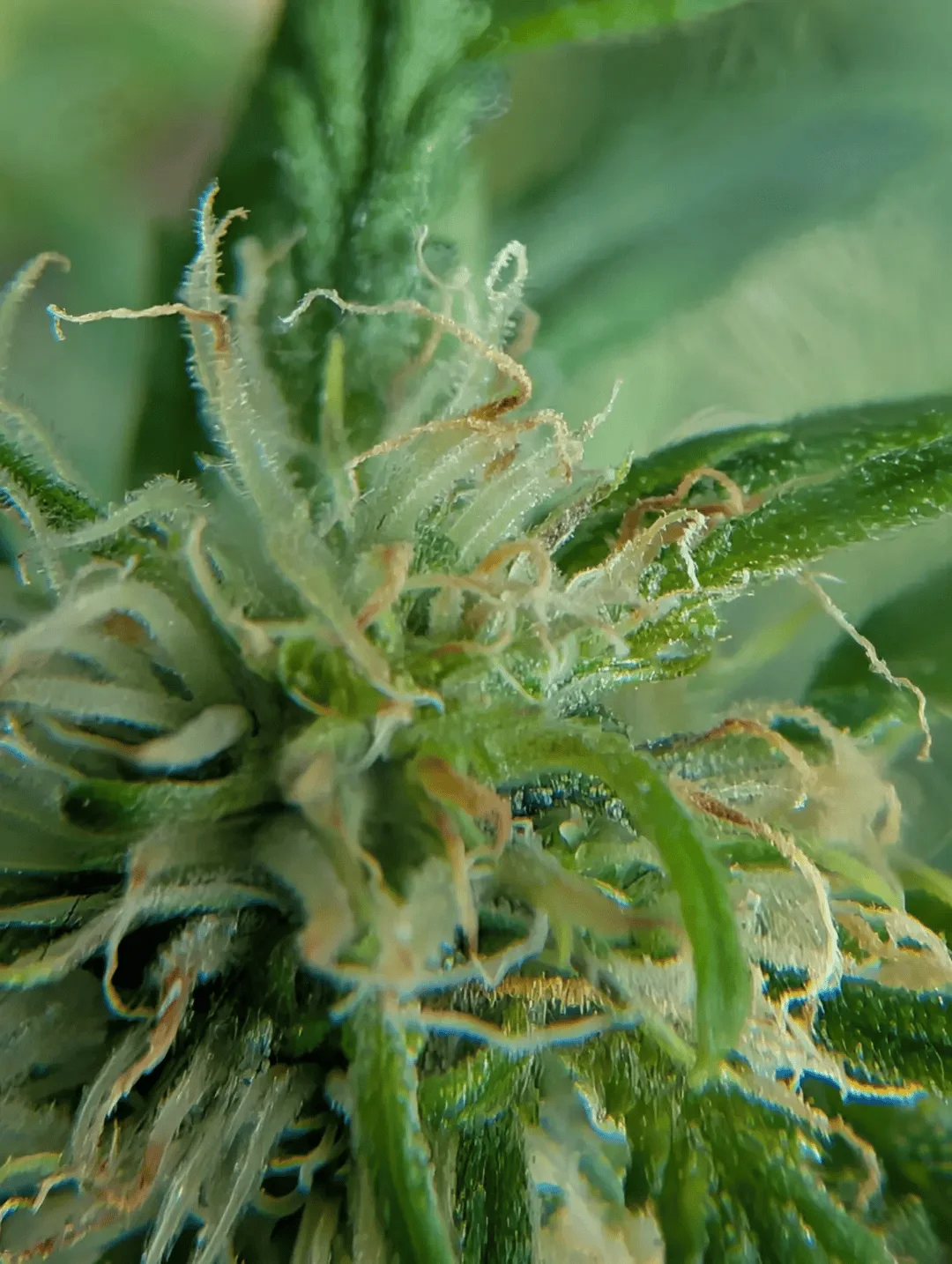 Dizgo-  3.5g Flower- Orion (H)