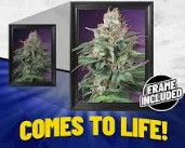 Marijuana Plant 3d Wall Art