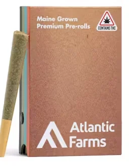 Sour Amnesia Haze 1g Preroll 5 Pack : Atlantic Farms