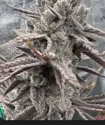 Nana Glue 3.5g