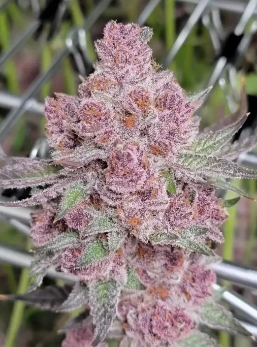 Trop Cherry - 14g - The B