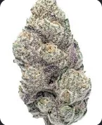 Megalodon 14g The B