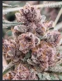 Trop Cherry 28g The B