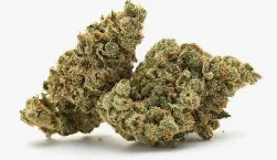 Iron Lung | Sunburn | 7g
