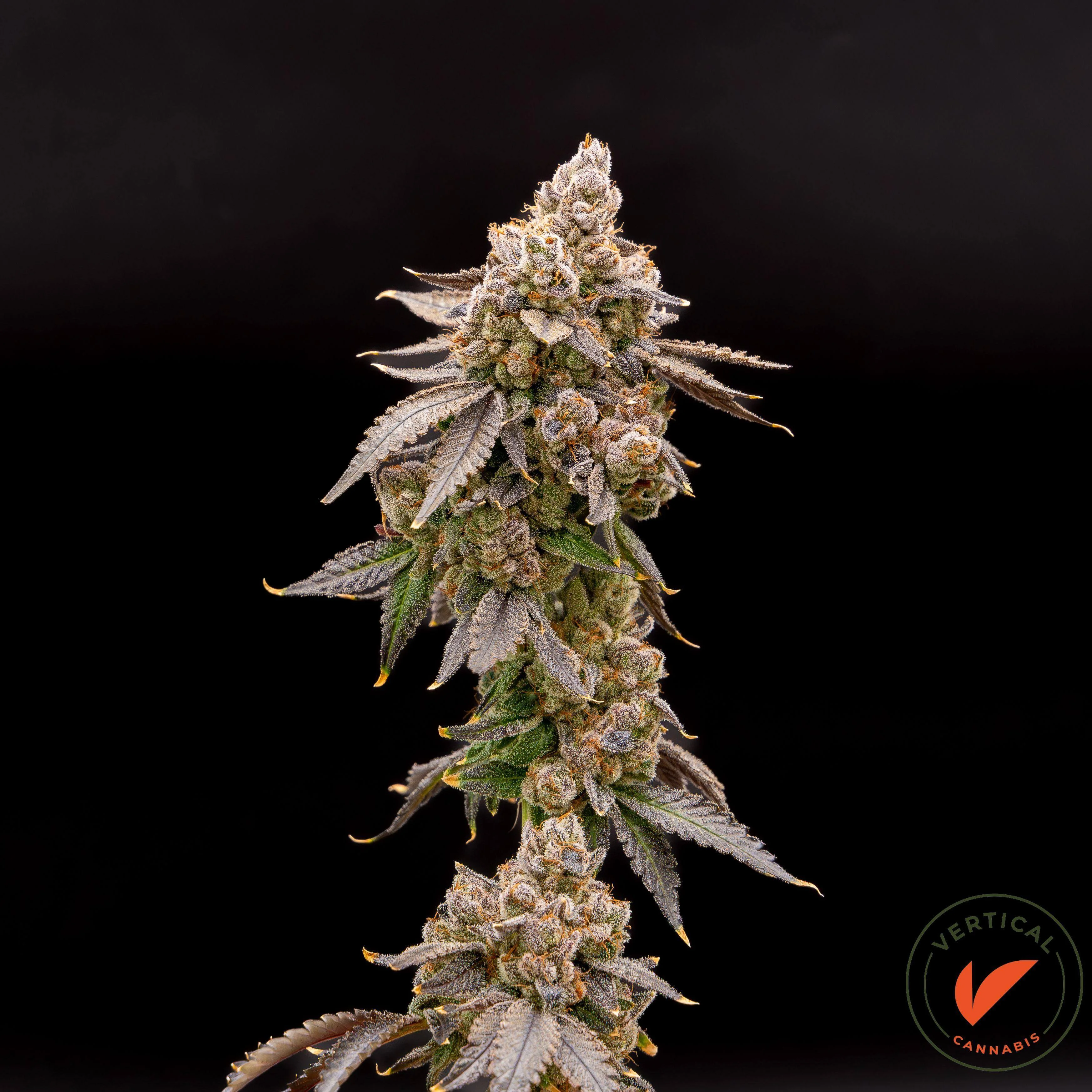7g Souffle' Premium Smalls