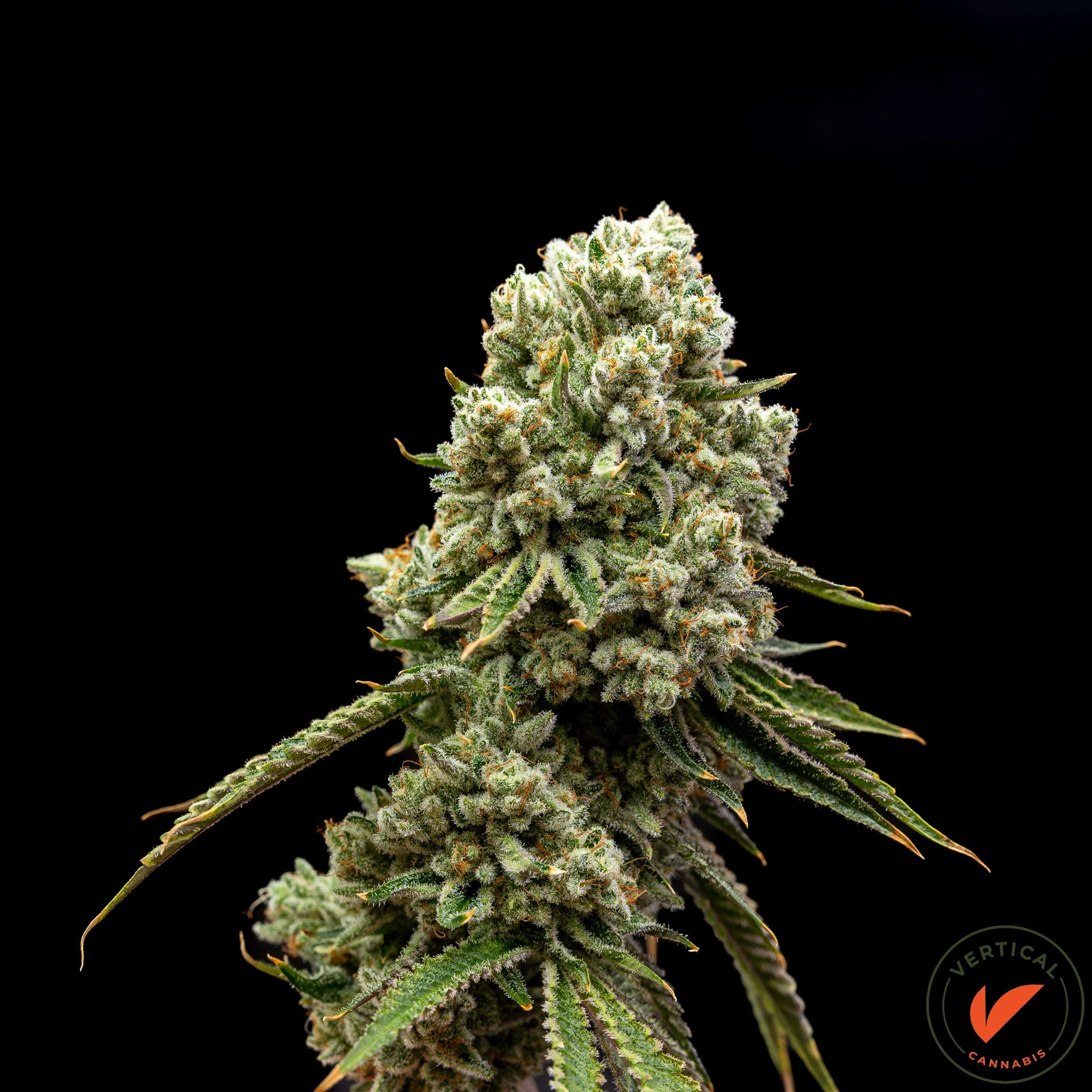 3.5g Wild Og