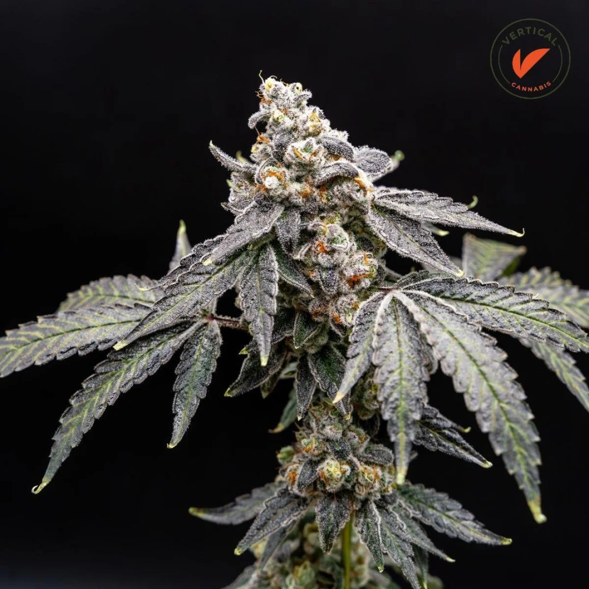 3.5g Banana Splitz