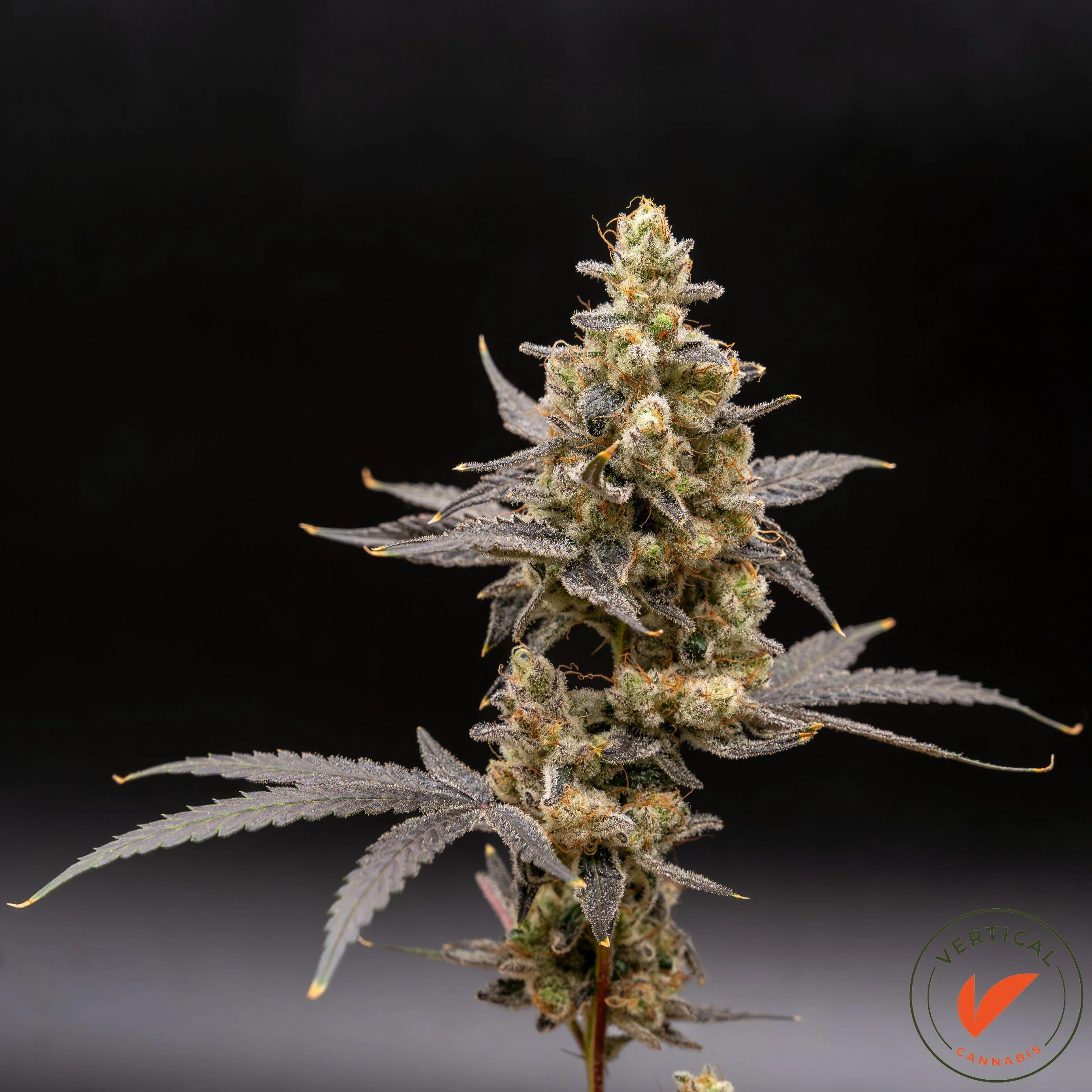 3.5g Platinum Papaya Mimosa