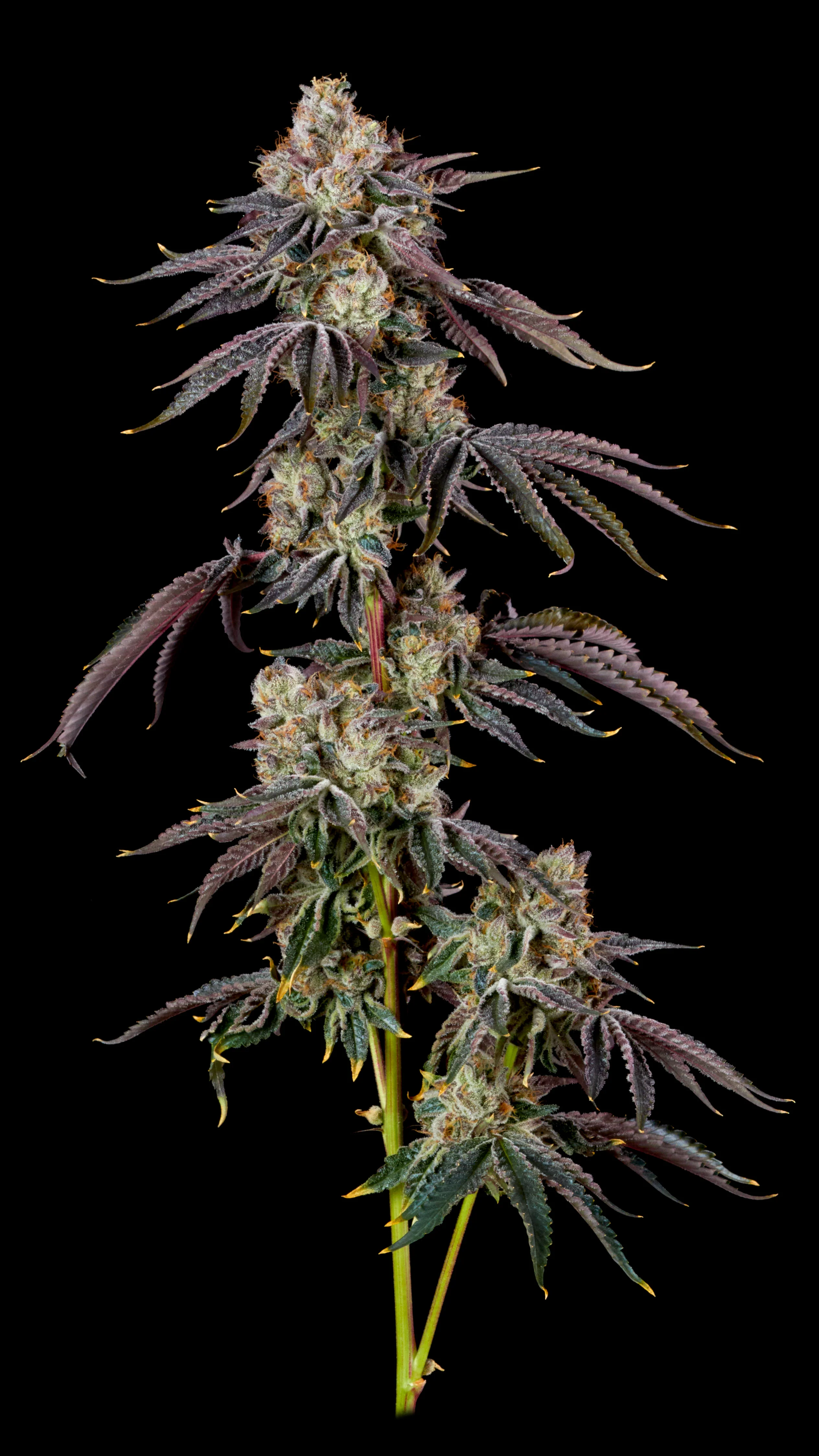 3.5g Rs 11
