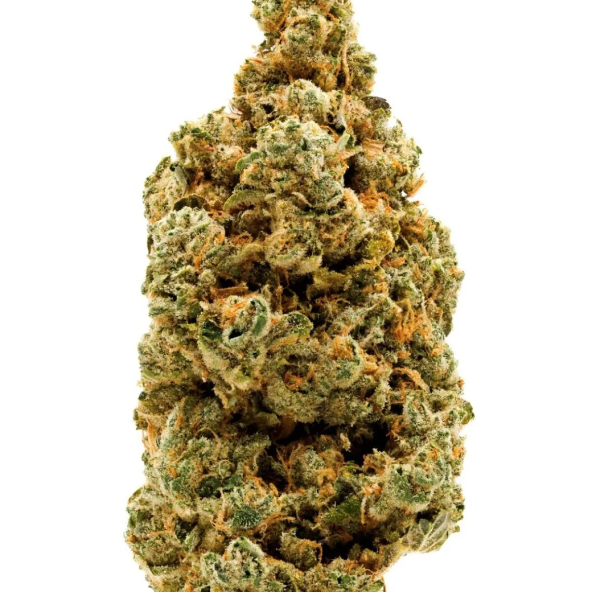 7g Lambo Og 7g Lambo Og