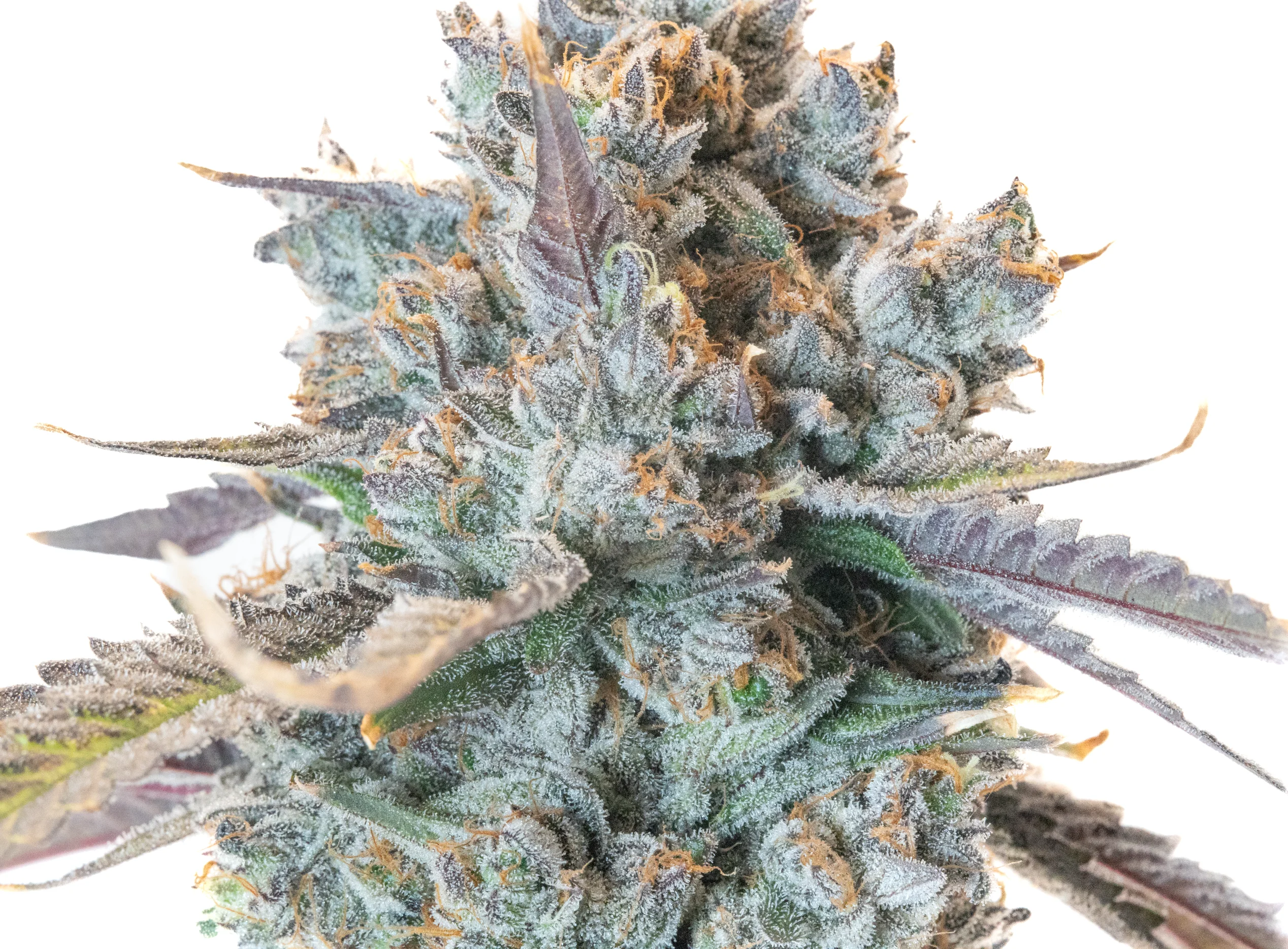 7g Mochi Gelato 7g Mochi Gelato