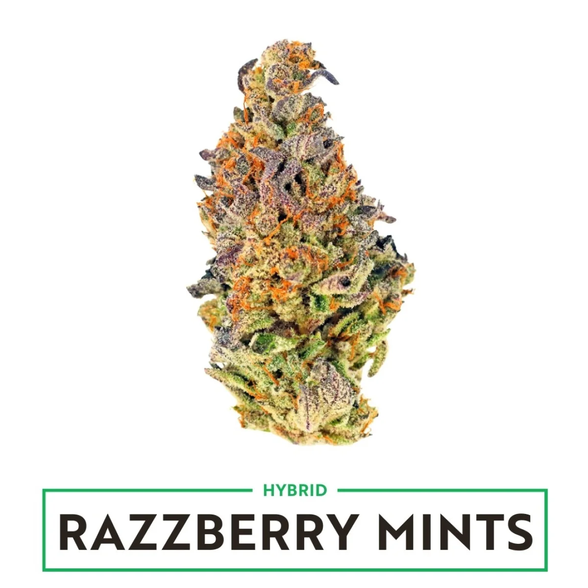 14g Razzberry Mints