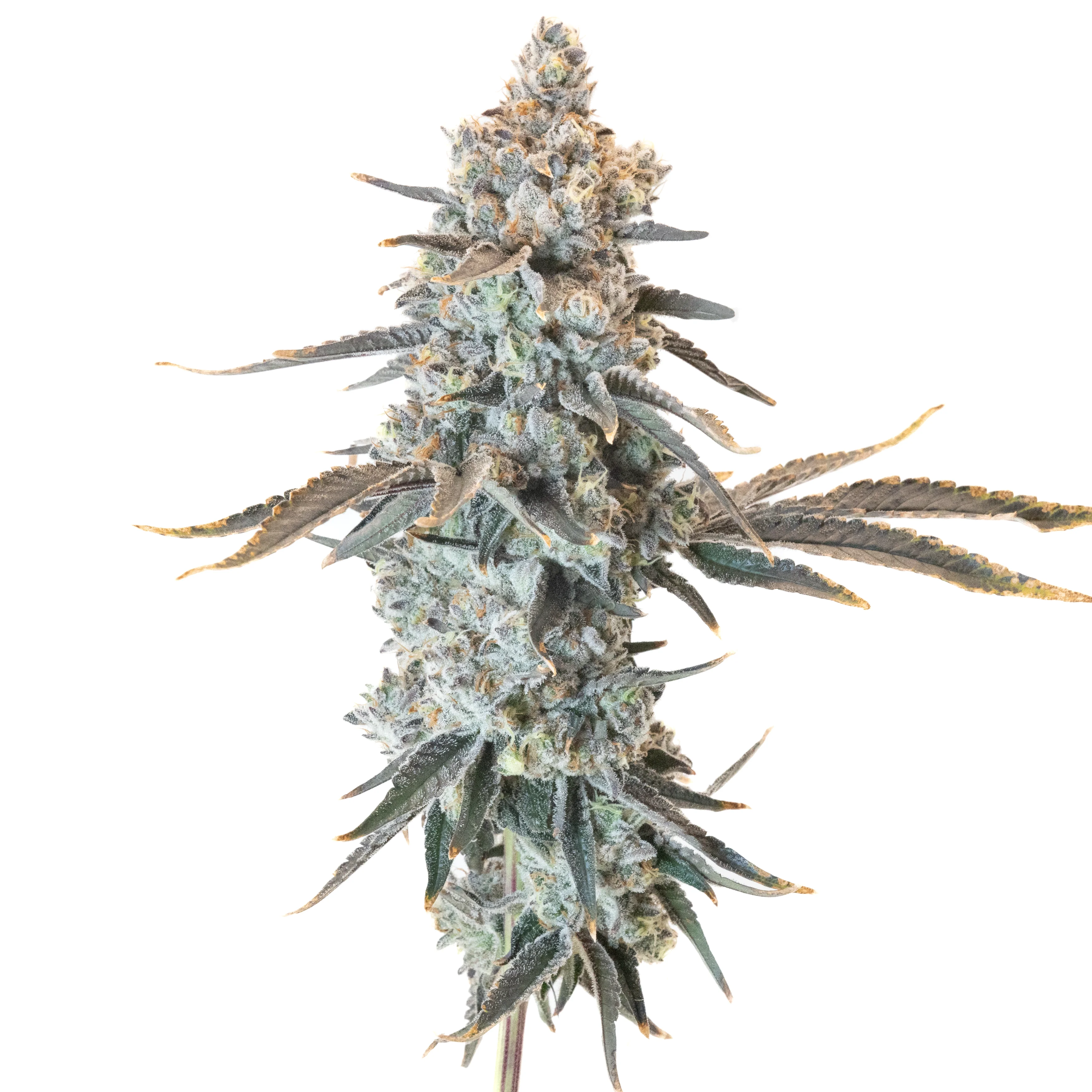 3.5g Frozen Coke