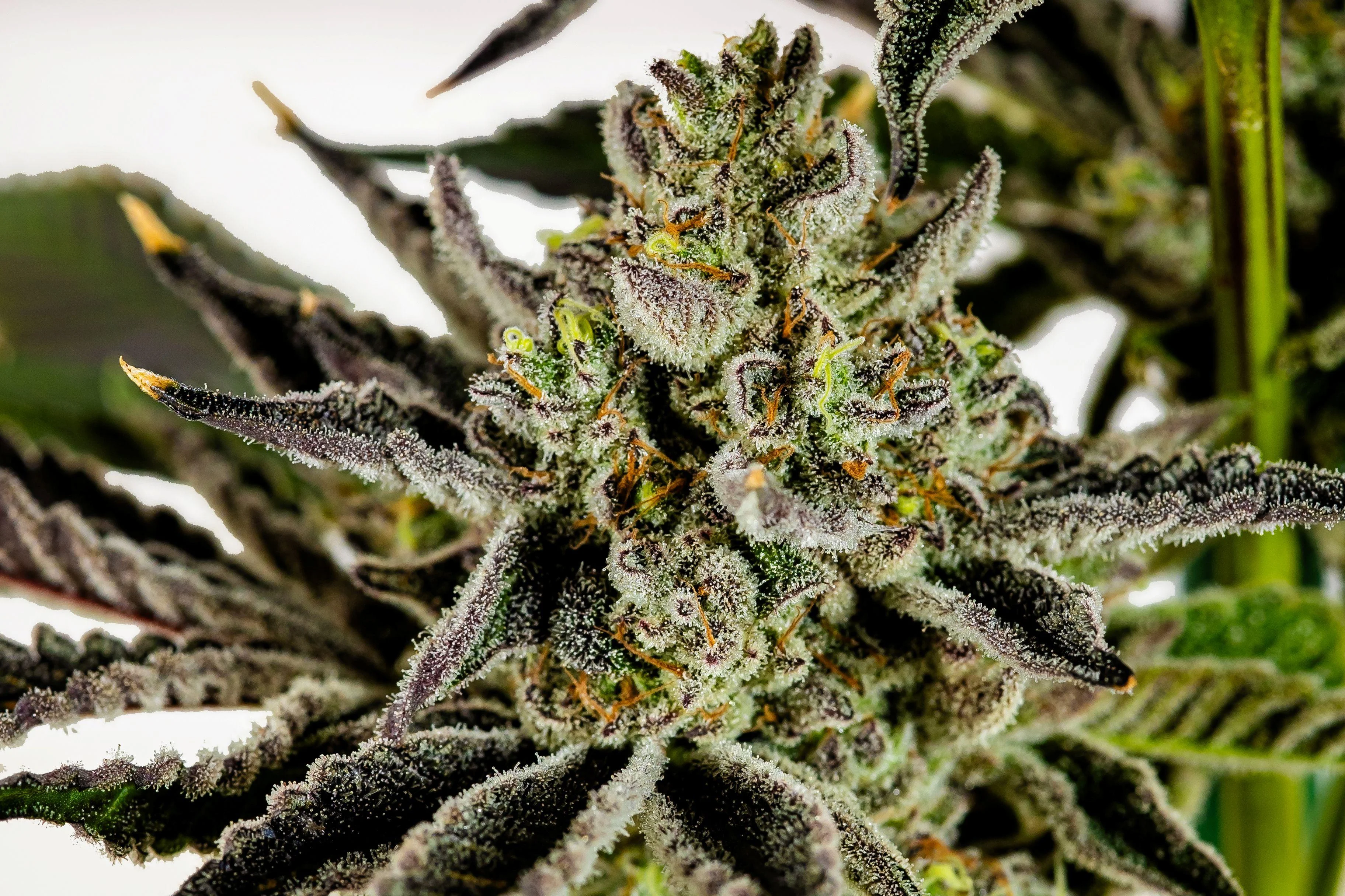 3.5g Coal Creek Kush