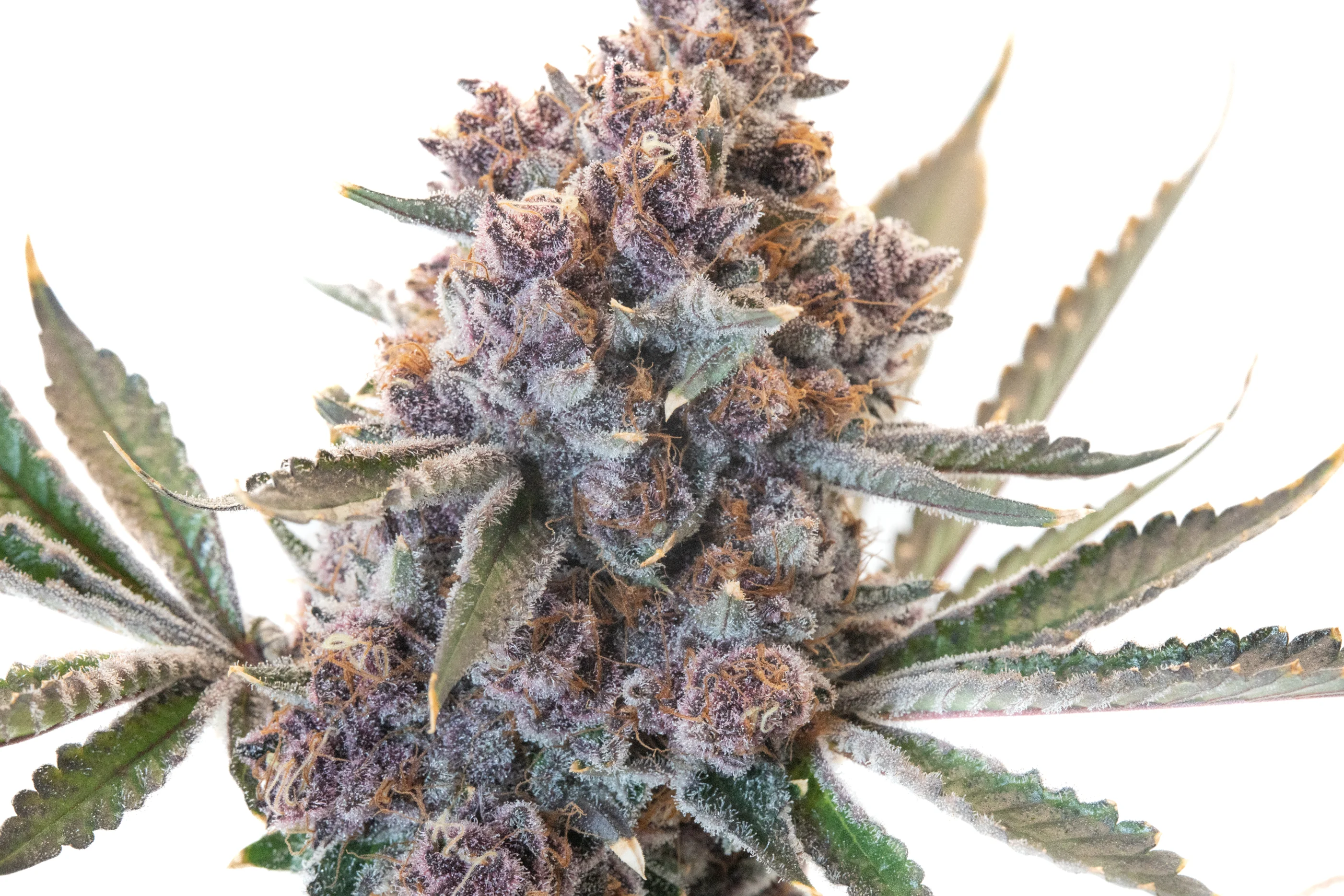3.5g Tropicana Cherries