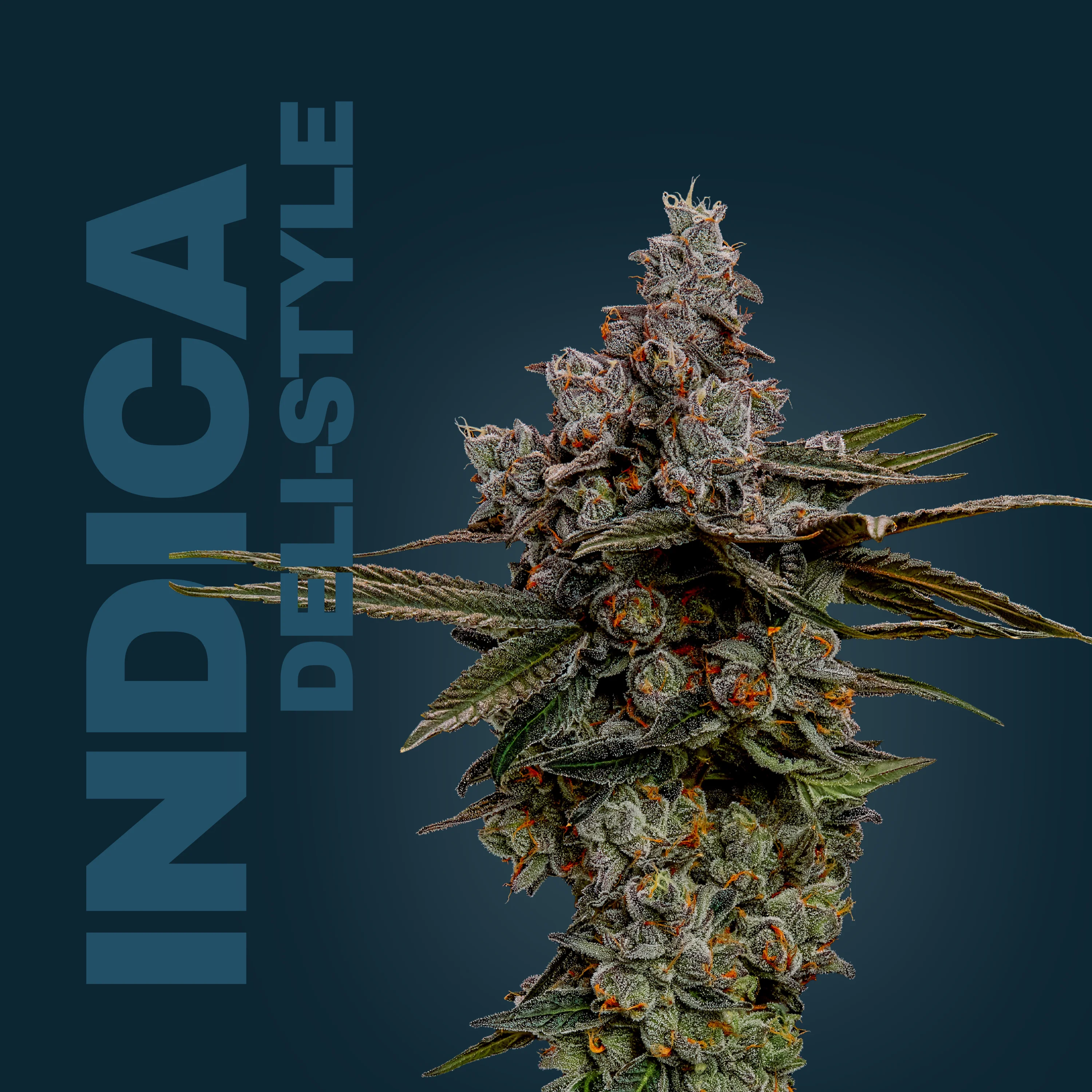 Og Kush | Sinse | Deli-style