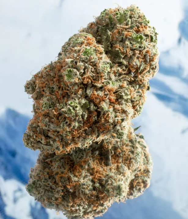 Blast Chiller Twin Peaks 7g